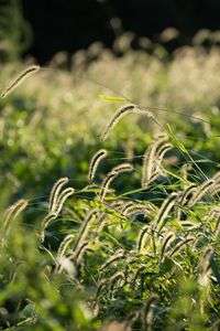 実るほど、首を垂れるネコジャラシ