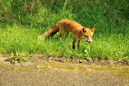 小さい秋みつけた