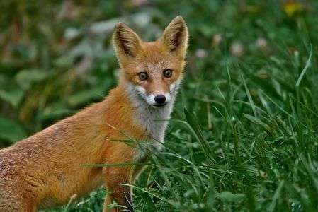 なまらめんこい キタキツネ🐾