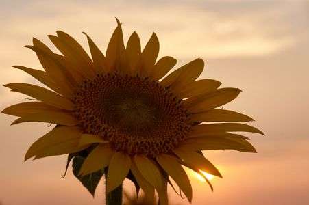 夕焼けと向日葵