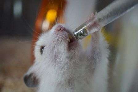 水飲みぶっちー