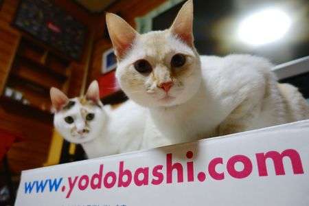 ヨシバシニドットノル