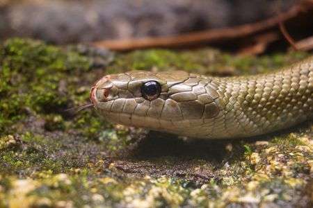 カメラ好きのヘビさん