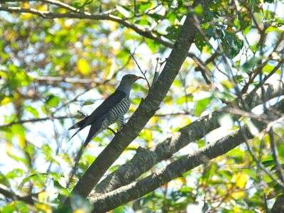 94.ツツドリ