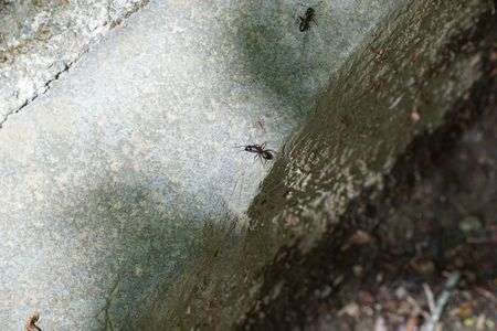 ムネアカオオアリ