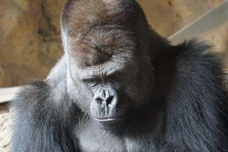 渋いゴリラさん