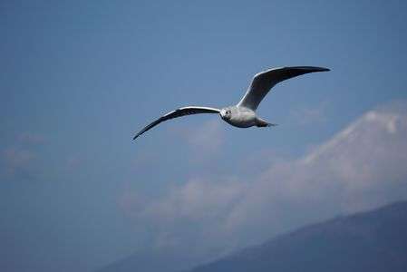 白いグライダー