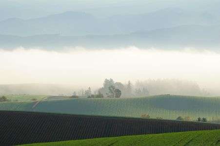 朝霧の丘
