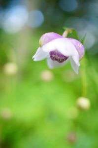 2018．レンゲショウマさん