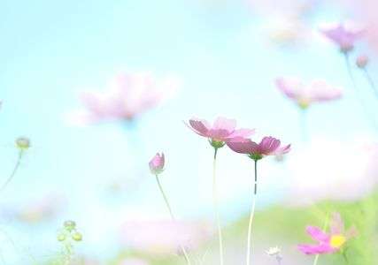 空飛ぶコスモスさん