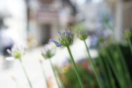 Gマスターレンズ使ってみました