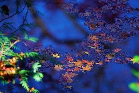 京都 初紅葉撮影