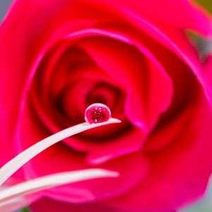  αcafe体験会のαcafe 体験会～雫の中のお花を撮ろう～2016/07/06