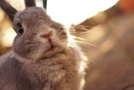 夕焼けラビット