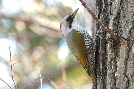 アオゲラと教えていただきました。