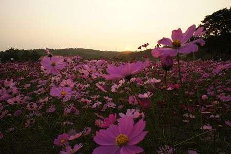 秋桜と夕暮れ③