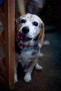 ビーグル犬のビビちゃん