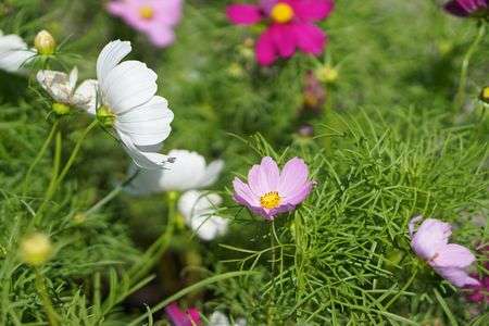 コスモス