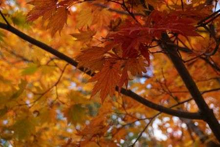 ちょっぴり早い紅葉