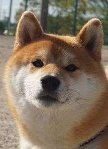 これぞ わんこ！