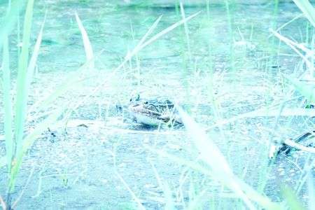 水辺の日向ぼっこ♪♪♪