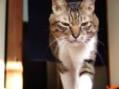 麻呂　１５歳（撮影時は１３歳）