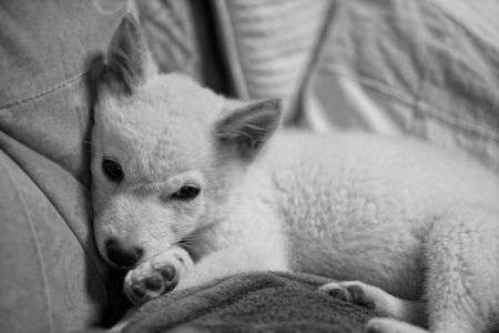 ぼくまだ眠いよぅ...