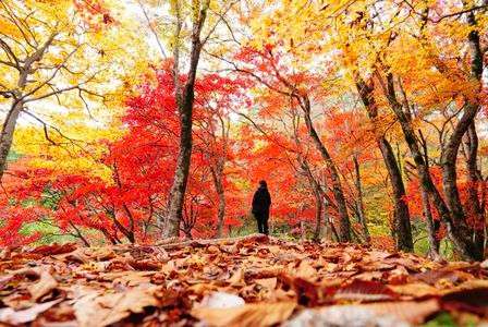 落ち葉のじゅうたん