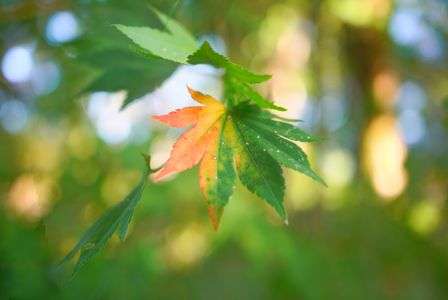 青紅葉