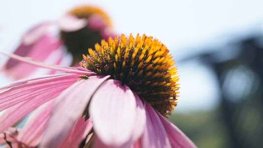 ムラサキバレンギク