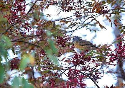 ナナカマドの実。