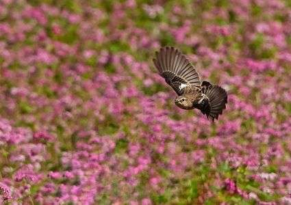 赤蕎麦の花を飛翔。