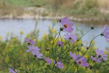 コスモスロード散歩