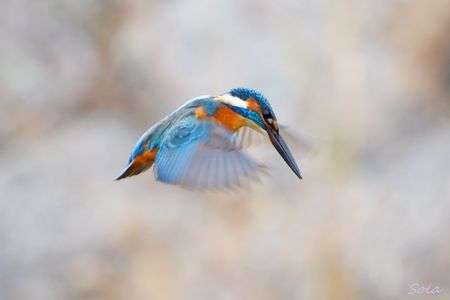 カワセミさんの翼に奇跡！