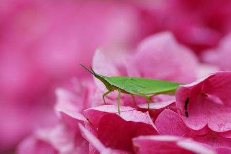 紫陽花にバッタ