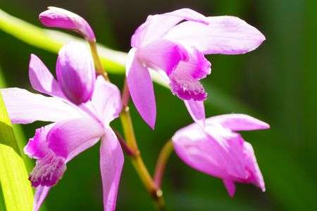 朝日に輝くシラン