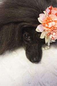 モデルもつらい