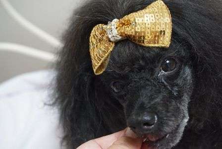 ギャラはいただきます