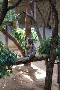 コアラ　故郷に思いをはせる