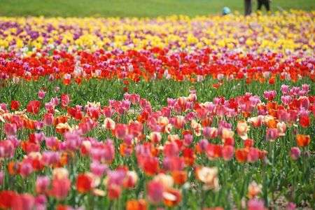 一面のチューリップをクローズアップ！