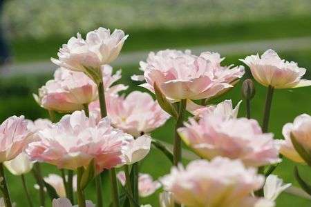 ゆるふわチューリップ