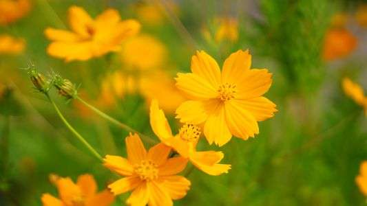 黄色のコスモス