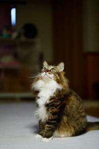 ご飯に釣られて撮られる猫