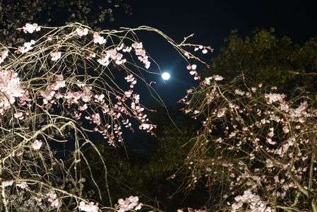 月と桜