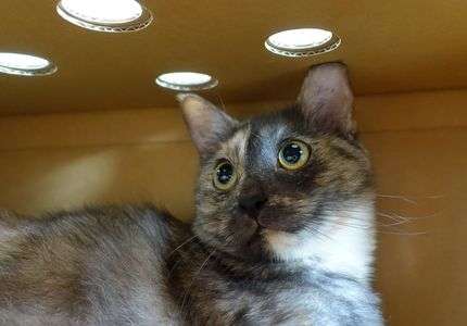 お気に入りの箱