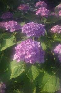 紫陽花