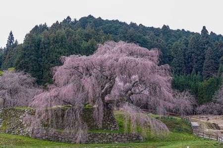 枝垂れ桜
