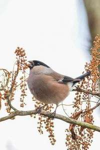 メタボなウソ雌