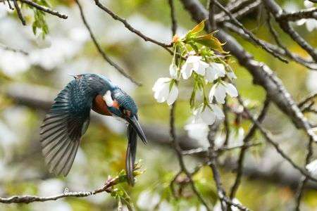 サクラカワセミ