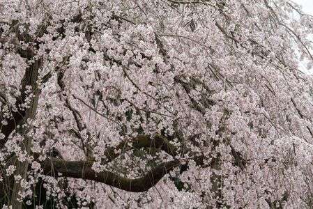 波佐見町の枝垂れ桜